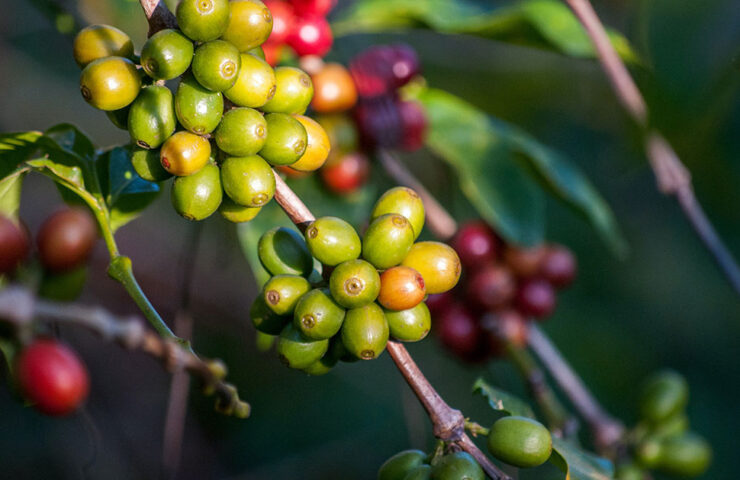 kawa z brazylii-wzrost cen