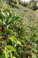 Kolumbien La Aldea Gewaschen