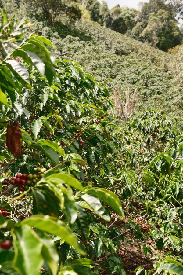 Kolumbien La Aldea Gewaschen