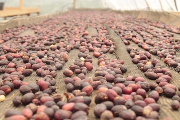 Indonesia Gayo Sesangot Anaerobic