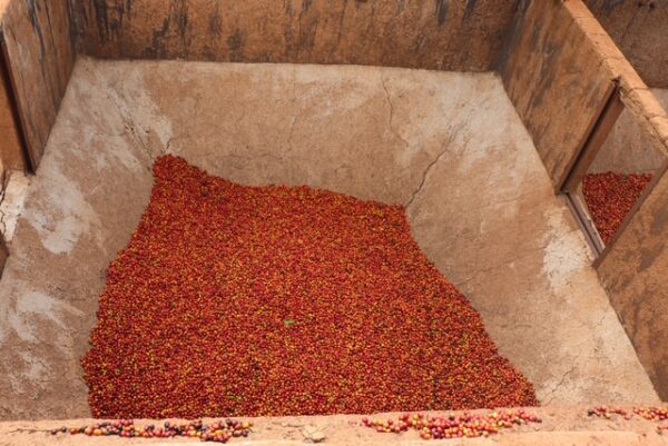 Kenya Ruera natural