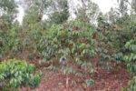 Kenya Ruera natural