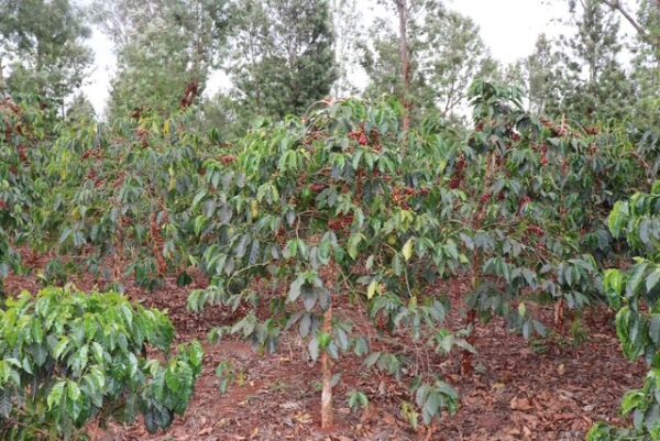 Kenya Ruera natural