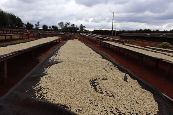 Kenya Ruera natural
