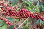 Kenya Ruera natural