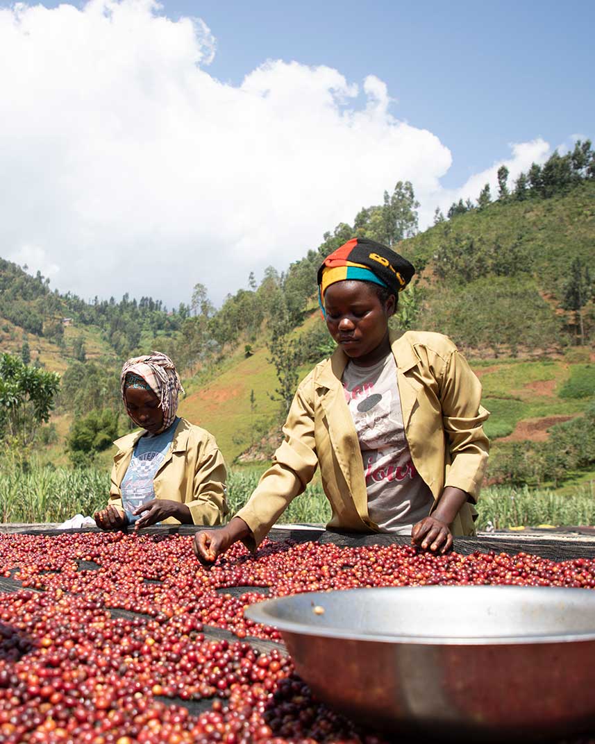 Rwanda Gasharu Washed – Obrázok 5
