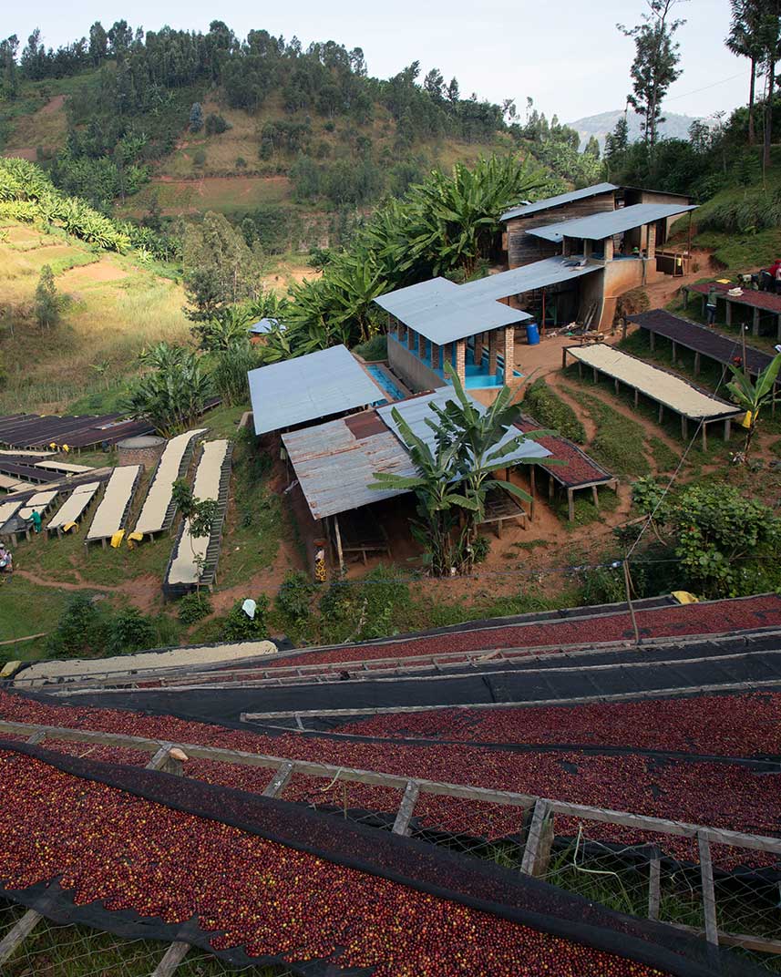 Rwanda Gasharu Washed – Obrázok 3