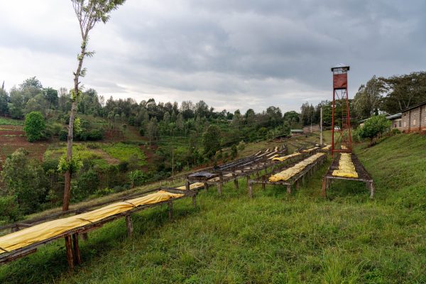 Kenya Subra Natural – Obrázok 2