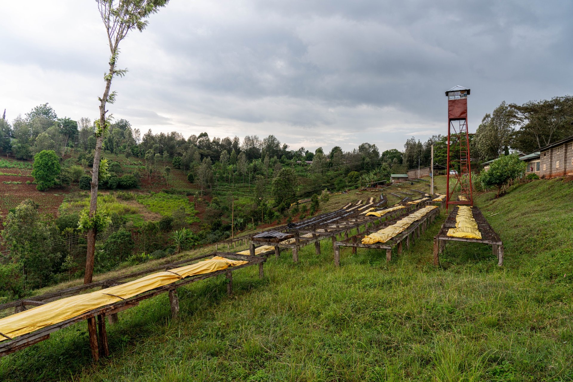 Kenya Subra Natural – Obrázok 2