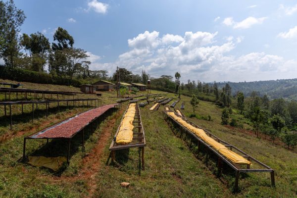 Kenya Subra Natural – Obrázok 4